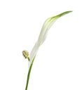 Beautiful peace lily plant on white