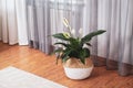 Beautiful peace lily in wicker pot near window indoors. Interior design idea Royalty Free Stock Photo