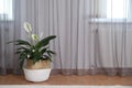 Beautiful peace lily in wicker pot near window indoors. Interior design idea Royalty Free Stock Photo