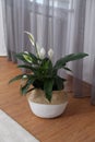 Beautiful peace lily in wicker pot near window indoors. Interior design idea Royalty Free Stock Photo