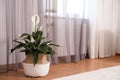 Beautiful peace lily in wicker pot near window. Interior design idea