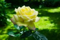 Beautiful Peace Rose on dark green background. Rose Gloria Dei, Gioia or Madame A. Meilland is popular tea-hybrid roses. Royalty Free Stock Photo