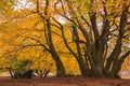 Beautiful and peaceful autumn scene. Leaves of many warm tones and colors, long shadows