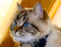 Beautiful blue eyes cat looking at the camera