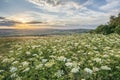 Beautiful peaceful sunset landscape image over English rolling c