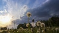 Beautiful, peaceful sunset over dandelion field in foreground and electricity power line behind trees in the background Royalty Free Stock Photo