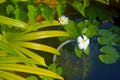 Peacefull blooming water lily flowers and leafs on the pond Royalty Free Stock Photo