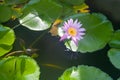 Beautiful and peacefull blooming water lily flowers and leafs on the pond Royalty Free Stock Photo