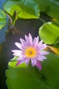 Beautiful and peacefull blooming water lily flowers and leafs on the pond Royalty Free Stock Photo