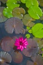 Beautiful and peacefull blooming water lily flowers and leafs on the pond Royalty Free Stock Photo