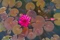 Beautiful and peacefull blooming water lily flowers and leafs on the pond Royalty Free Stock Photo