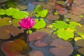Beautiful and peacefull blooming water lily flowers and leafs on the pond Royalty Free Stock Photo