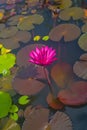 Beautiful and peacefull blooming water lily flowers and leafs on the pond Royalty Free Stock Photo