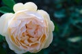 Beautiful peach blooming peace rose on left side of frame Royalty Free Stock Photo