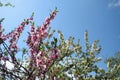 Beautiful Peach Blossom on nature background