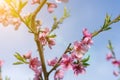 Beautiful peach blossom. Pink Peach Flowers. peach flowers on blue sky background. toned Royalty Free Stock Photo