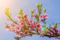 Beautiful peach blossom. Pink Peach Flowers. peach flowers on blue sky background. toned Royalty Free Stock Photo