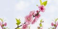Beautiful Peach Blossoms at spring