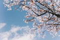 Beautiful peach branch with pink blossom in a blue sky. Spring background Royalty Free Stock Photo