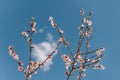 Beautiful peach branch with pink blossom in a blue sky. Spring background Royalty Free Stock Photo