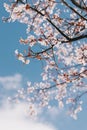 Beautiful peach branch with pink blossom in a blue sky. Spring background Royalty Free Stock Photo