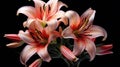 Beautiful peach color blooming lily flowers on a black background, close-up
