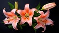 Beautiful peach color lily flowers on a black background, close-up