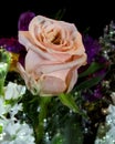 Beautiful Peach Color Rose Emerging Above Dazzling Bouquet Royalty Free Stock Photo