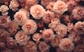 Beautiful peach-colored floral wallpaper