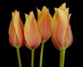 Beautiful peach tulip flowers against a dark background