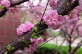 Peach flowers in garden on a tree, China spring