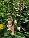 Beautiful peach foxglove flowers in a garden Royalty Free Stock Photo