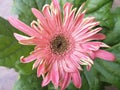 Beautiful Peach gerbera daisy flower plant