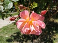 Beautiful peach rose. Apricot hue. Yellow pink flower. A large blossoming bud and a few damp buds around. Blooming garden. Blurred