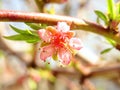 Beautiful peach tree blossom in early spring