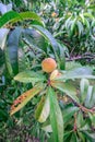 Beautiful peach tree with ripe peaches