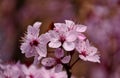 beautiful peach tree twig closeup. pink blossoming flowers. soft green background Royalty Free Stock Photo