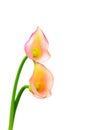 Pair of peachy pale mini calla lillies against white background Royalty Free Stock Photo