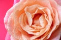 Beautiful peachy rose, closeup