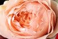 Beautiful peachy rose, closeup