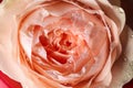 Beautiful peachy rose, closeup