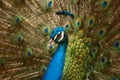 Beautiful peacock Royalty Free Stock Photo