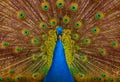Beautiful peacock Royalty Free Stock Photo