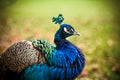 Beautiful Peacock