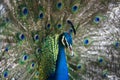 Beautiful peacock