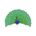Beautiful peacock with amazing tail, cartoon bird with ornamental feathers decorative elegant plumage vector exotic fowl