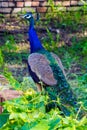 A Beautiful Peacock