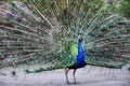 Beautiful peacock bird