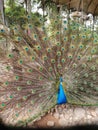 Beautiful Peacock Bird Opening Colorful Feathers Tail in Indonesia TMII Royalty Free Stock Photo