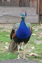 Beautiful peacock with blue chest and pappus